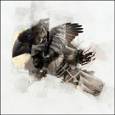 dark-bird-2.jpg