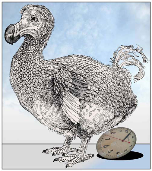 nat-dodo-color.jpg