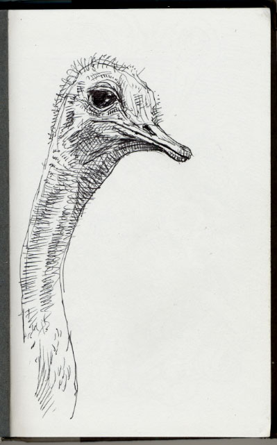 nat-ostrich.jpg