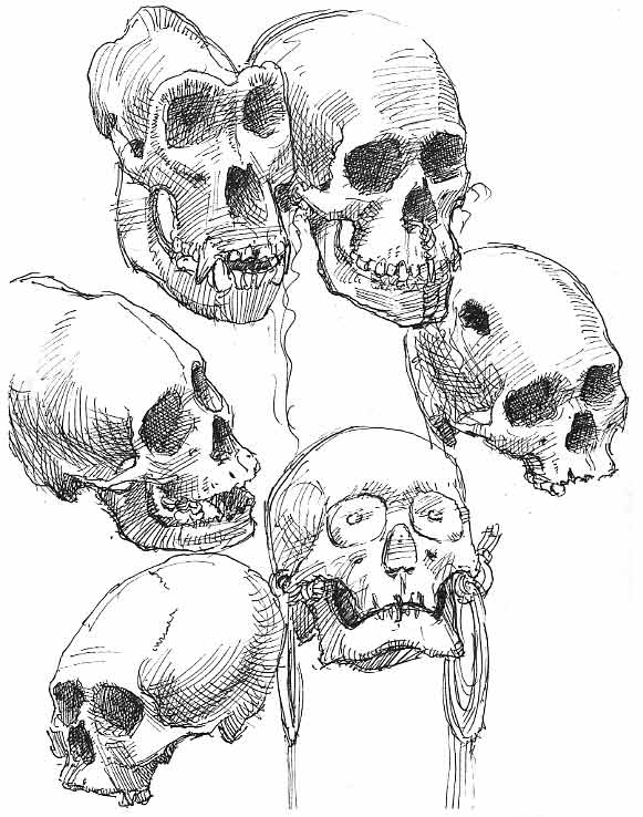 nat-skulls.jpg